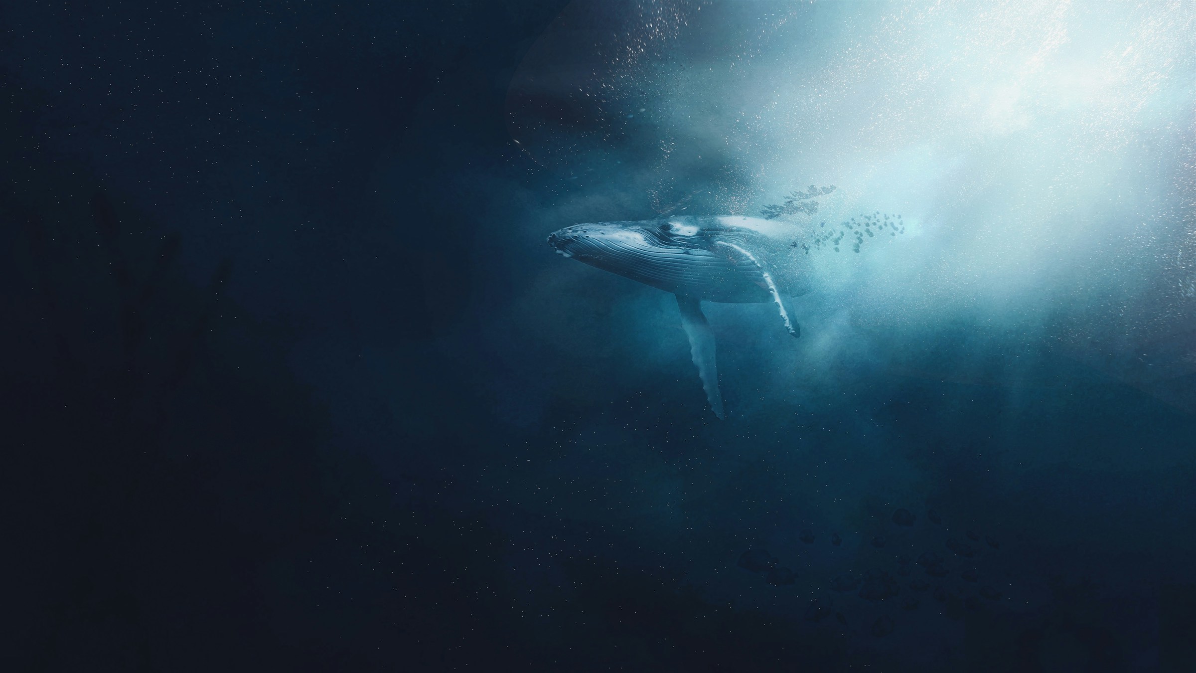 A humpback whale swimming through deep blue water